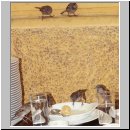 Passer domesticus - Haussperling wien-a 01.jpg